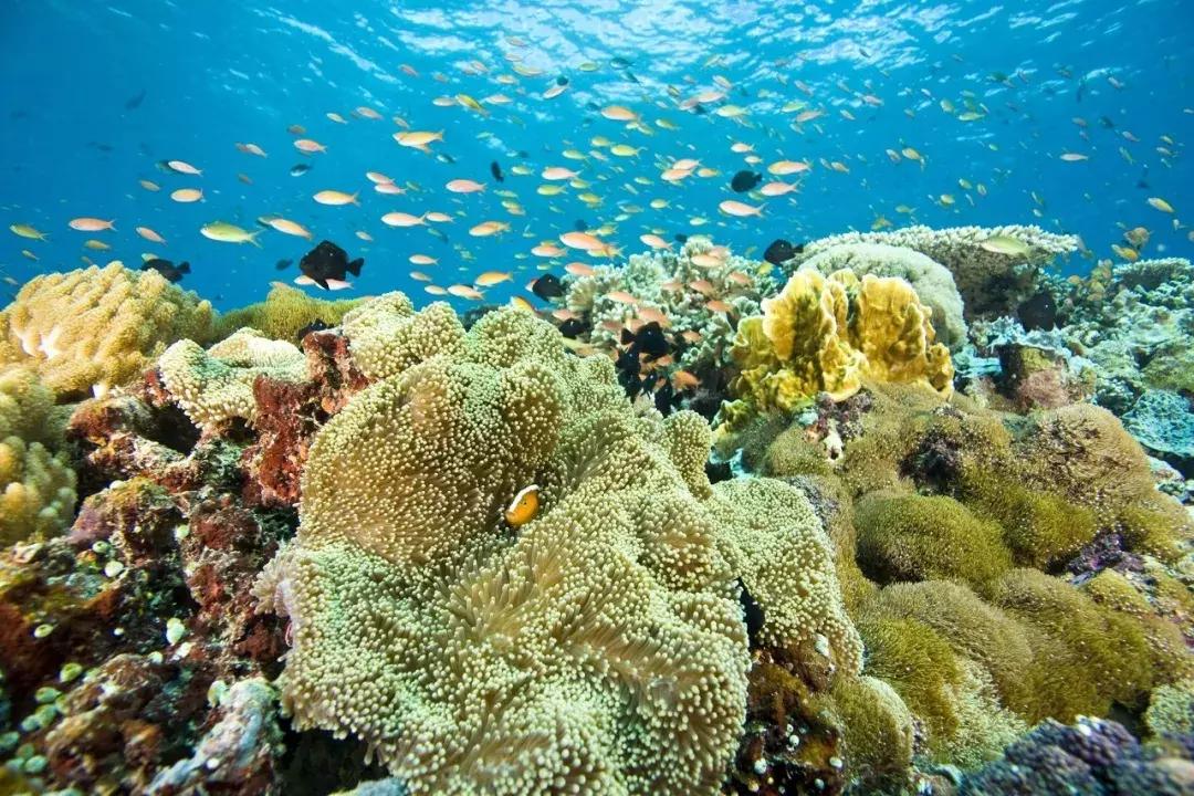 普吉海岛推荐,比普吉岛便宜的东非海岛