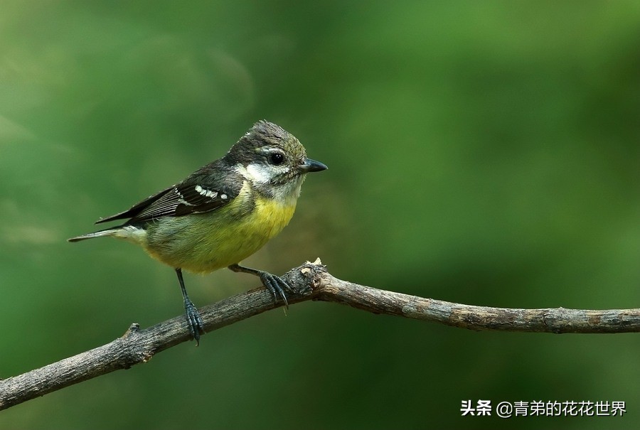 笼养鸟没精神怎么办,笼养鸟眼睑肿怎么治疗