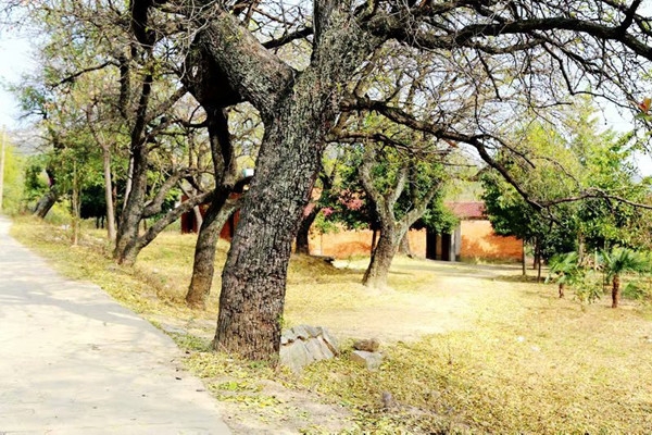 古枣林，古村落……湖北随县华宝村“红玉”飘香，值得你来看