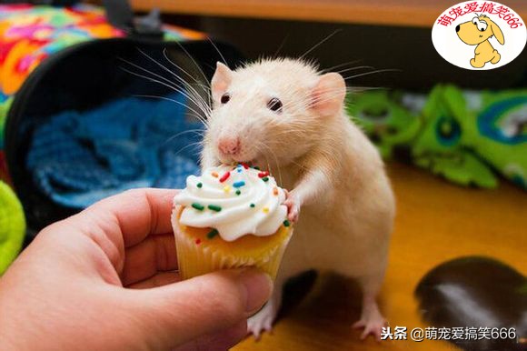 新手养仓鼠的十大禁忌有哪些,不建议养仓鼠