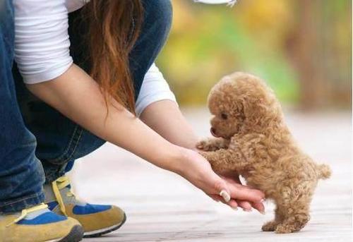 小狗晚上叫不停吵得家人没法睡,小狗晚上关笼子叫个不停怎样训练