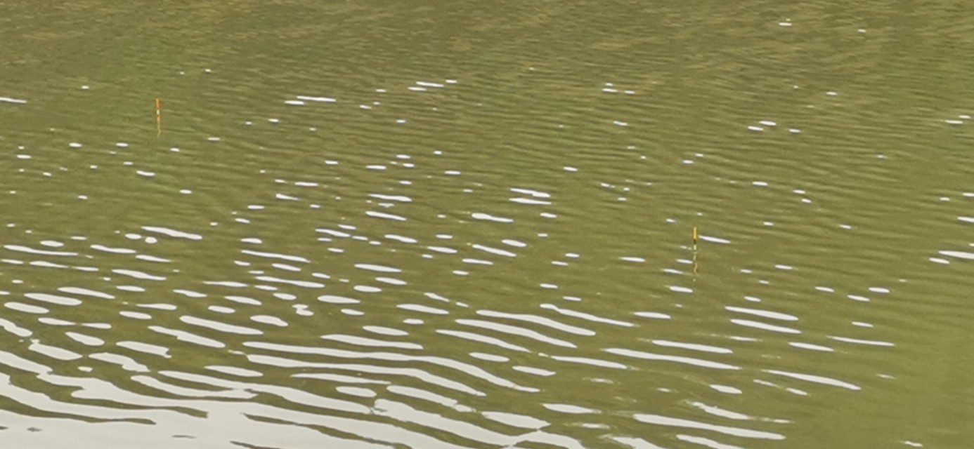 黄田谷水库钓鱼,黄田镇钓鲤鱼视频
