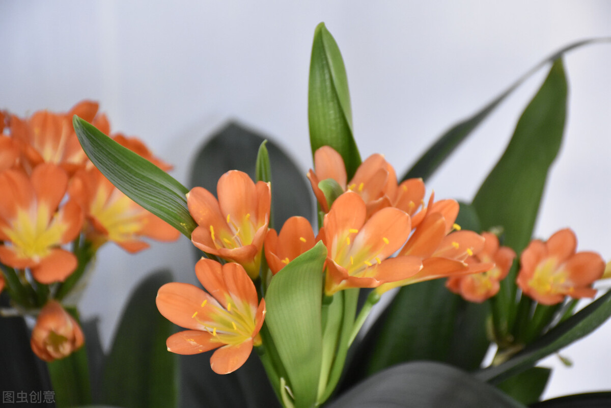 君子兰换盆口诀大全,老花匠如何给君子兰换盆