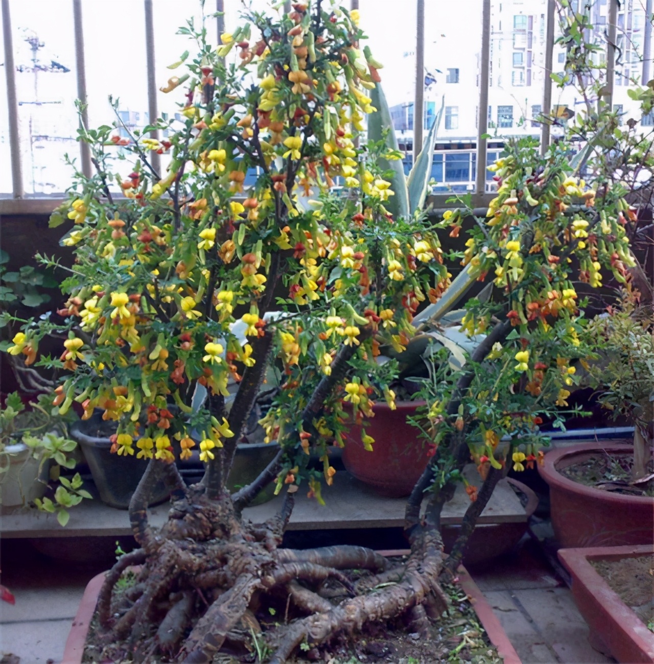 黄金雀怎么养才能开花爆盆,黄金雀树形月季