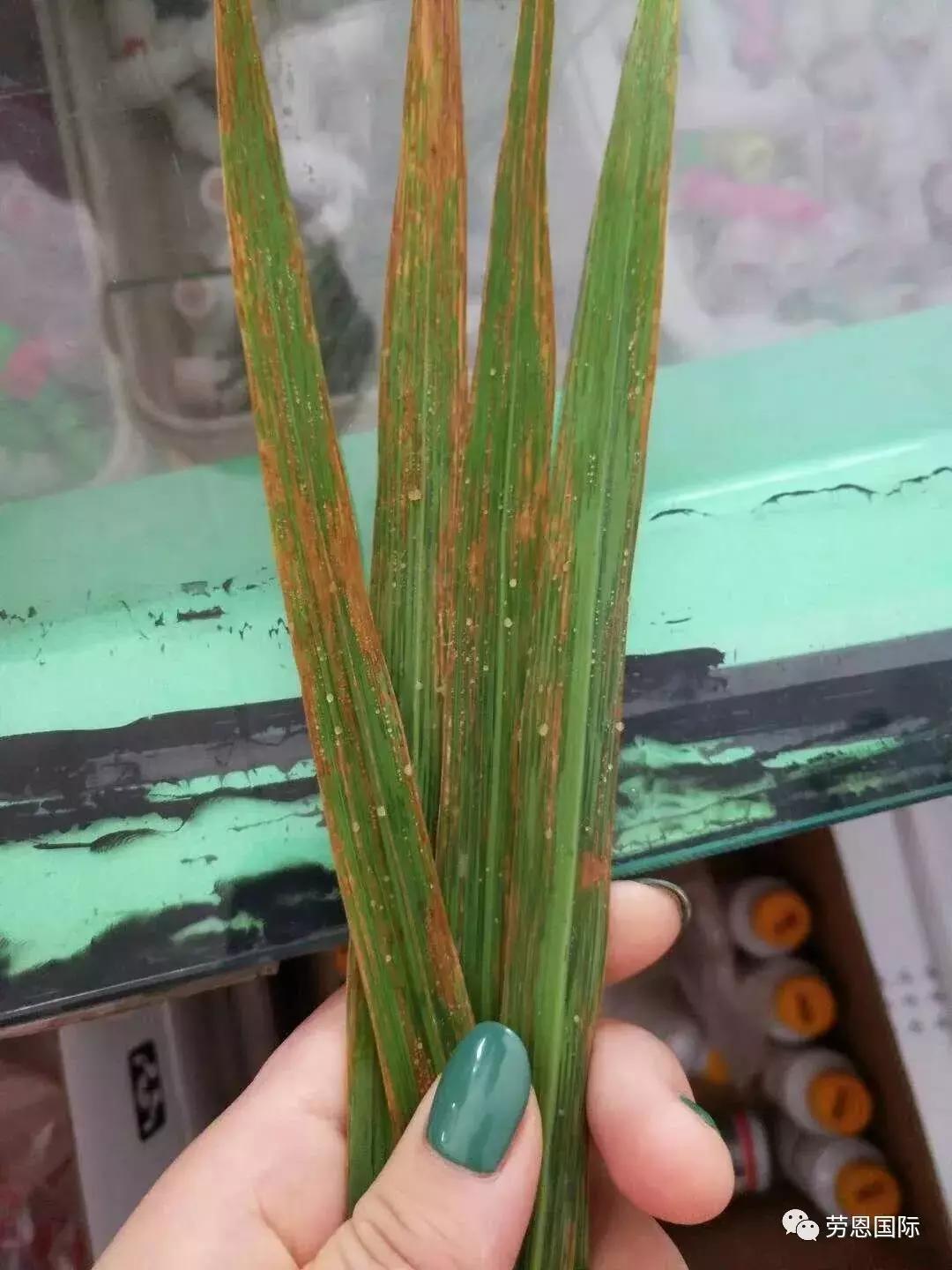 水稻红叶病两个字的特效药,水稻红叶病不用药后果