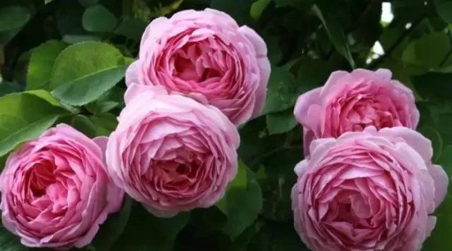玫瑰花有哪些品种,玫瑰花有哪些品种大全