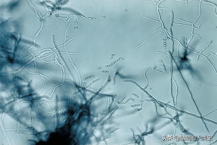 地球生物从海洋到陆地需要多久,地球生物体由大到小