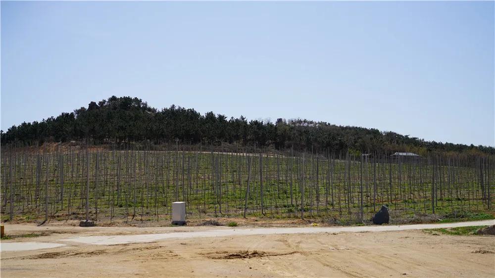 文登区葛家镇：现代高效农业播“绿”成“金”