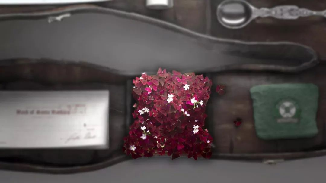 紫色幸运草养殖方法,紫色幸运草冬天怎么养护