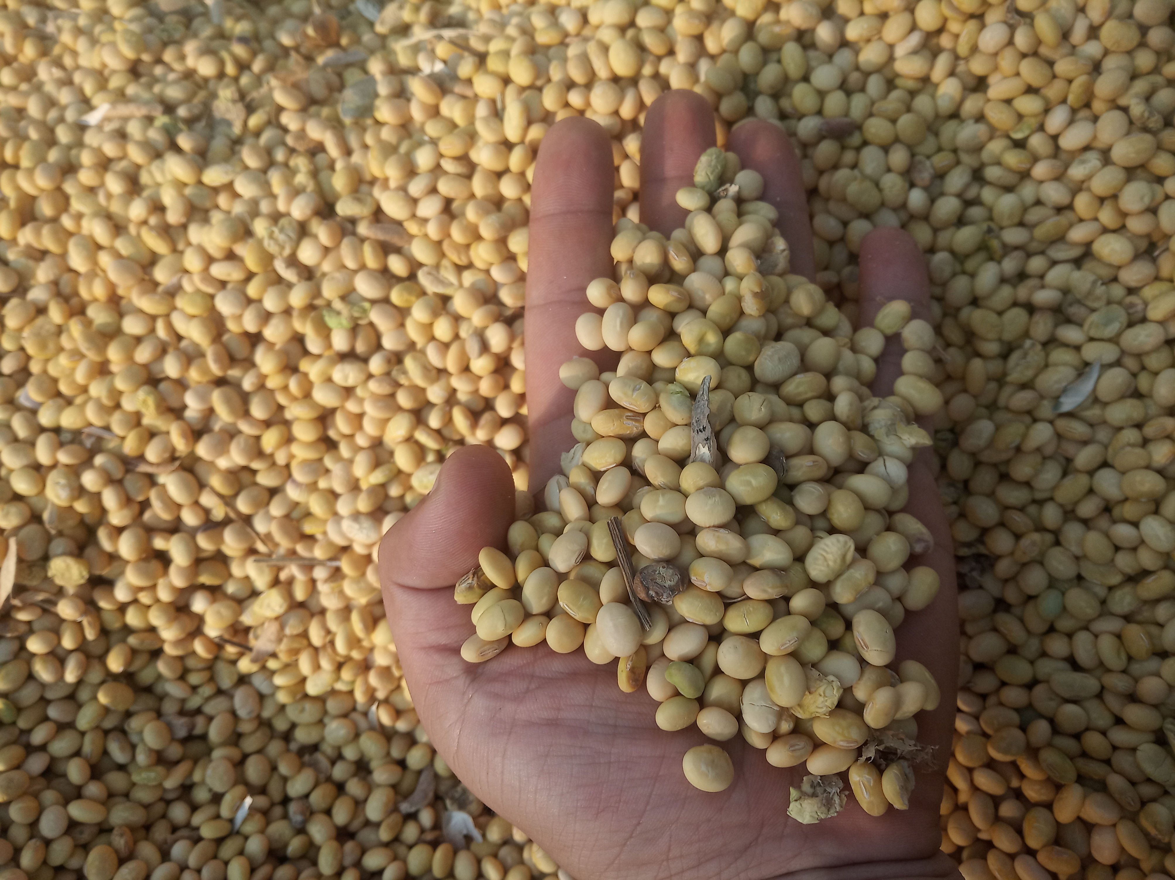 围网小龙虾养殖可行吗,网箱养殖小龙虾优缺点