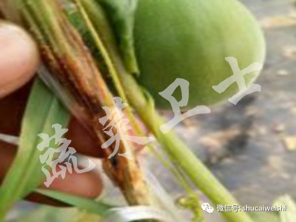 甜瓜蔓开裂是什么病,甜瓜茎秆裂缝咋回事