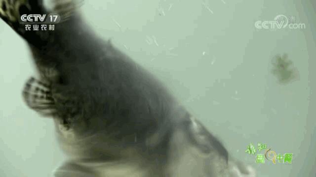 又臭又贵的臭鳜鱼,臭鳜鱼和桂鱼哪个贵呢