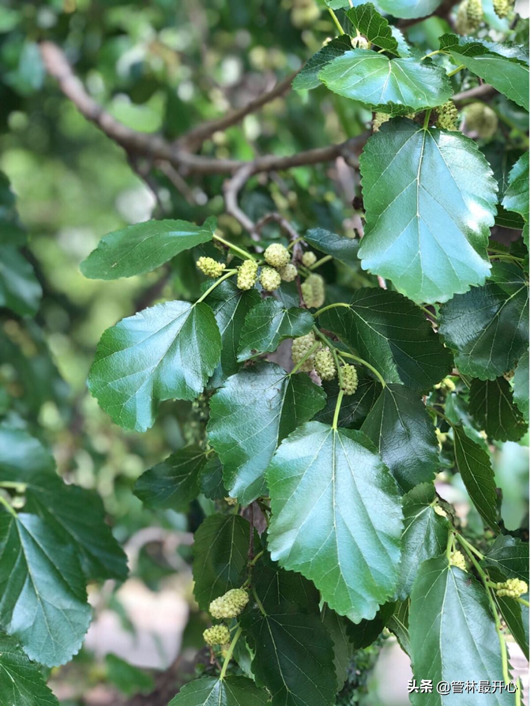 文人骚客喜欢用植物中的什么,古代文人志士喜爱哪些植物