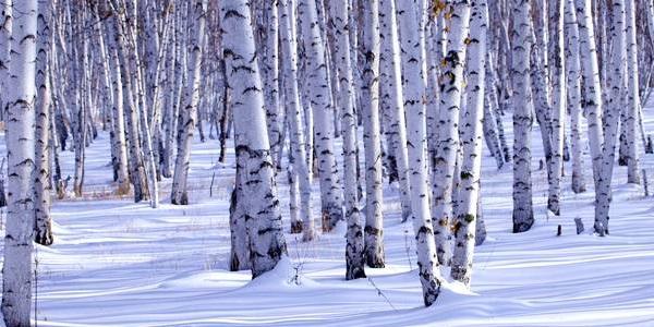 俄罗斯人桦树茸,俄罗斯天然桦树茸菌