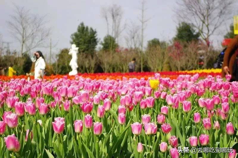 38抢从化宝趣玫瑰世界1大1小票赏春赏花赏美景不负*光春**不负卿