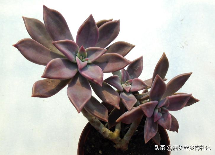 雾里看花——韩国初恋和韩彩莲身世成谜,它们会是同一种多肉吗?