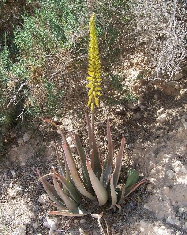 芦荟叶子变红变软可以剪掉吗,种植的芦荟为什么会发黄