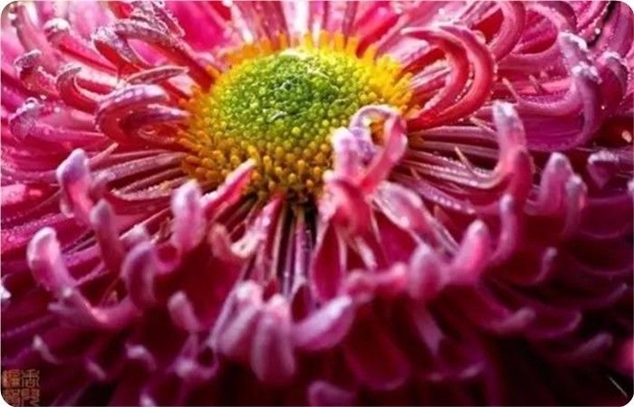 菊花100幅欣赏,菊花的十大绝美诗句