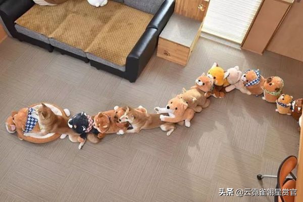 把柴犬放在一堆柴犬玩偶里,日本两只柴犬