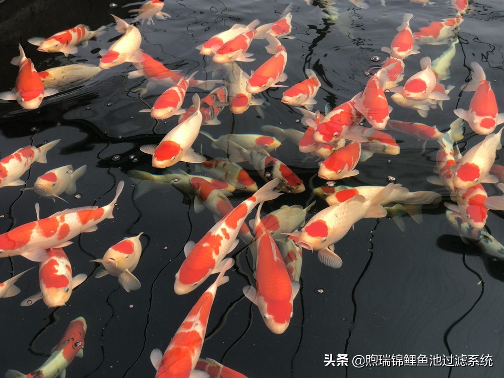 好嗨哟！养一尾90公分好鲤，感觉人生已经到达了高潮！