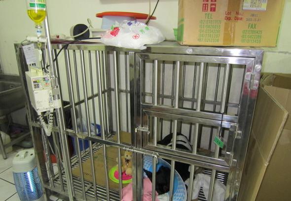 狗肚鼓包脐疝,狗胃扭转手术