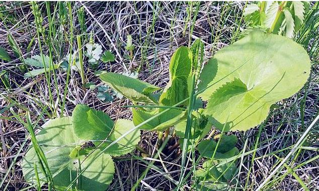 马蹄菜长什么样子,马蹄荸荠俗称