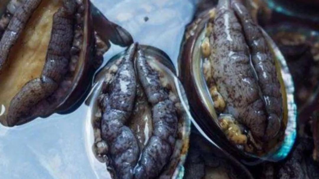 看樱花吃什么好,看樱花感悟