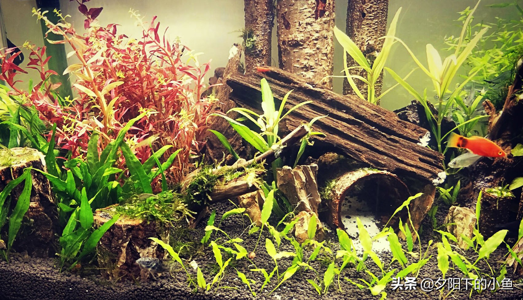 水草开缸硝化细菌正确使用方法,水草缸用什么硝化细菌最好