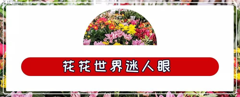 商丘道北花鸟批发市场,商丘花鸟宠物市场