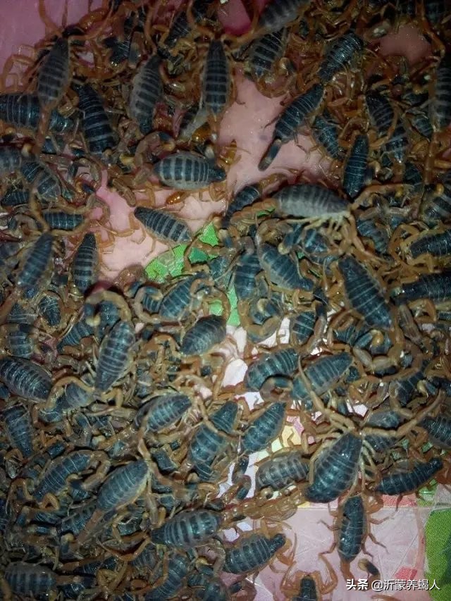 蝎子养殖都是是*局骗**吗？养蝎子能赚钱吗？养殖蝎子效益到底如何？