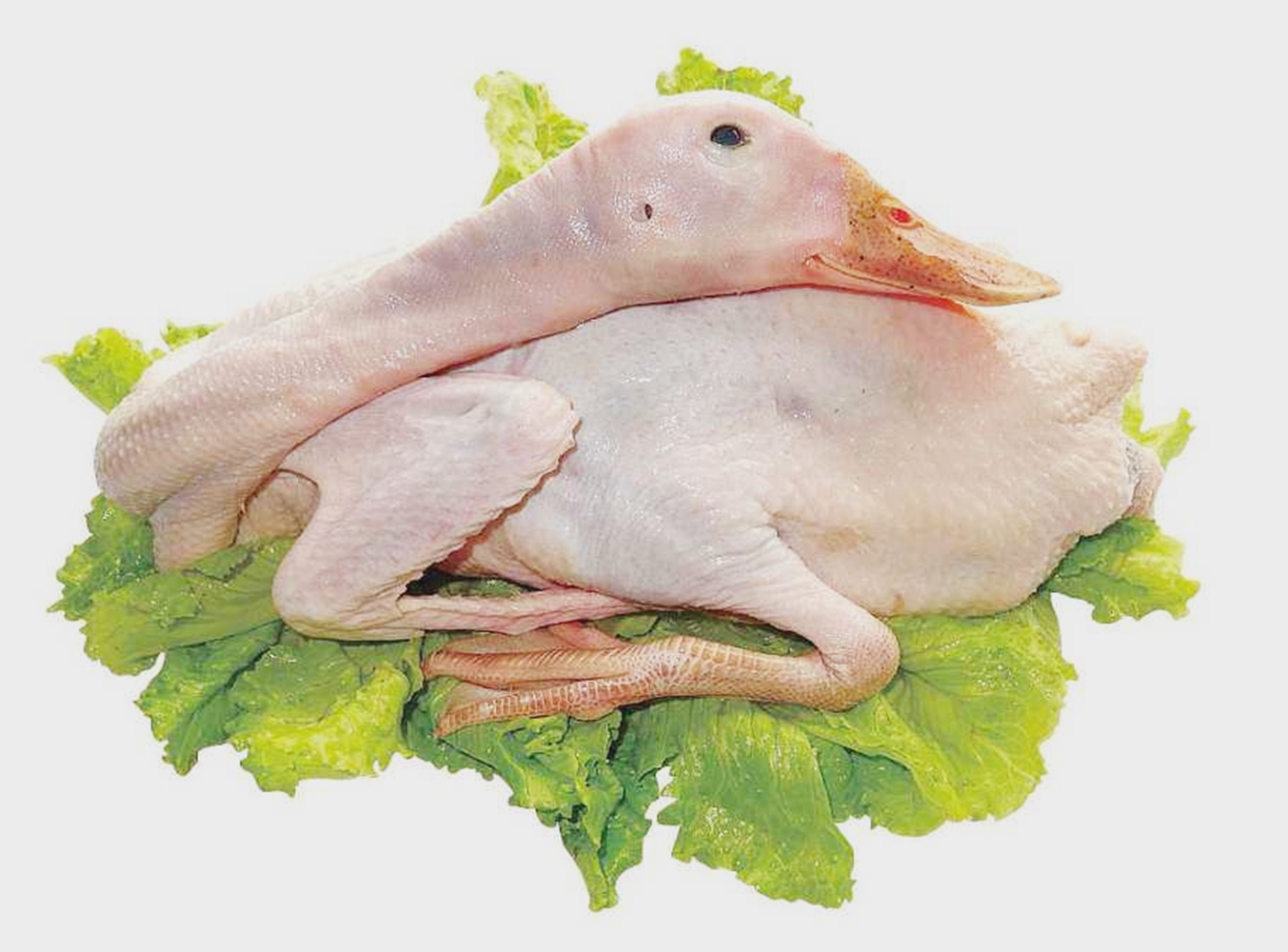 焖老鸭粤菜,焖老鸭白汤