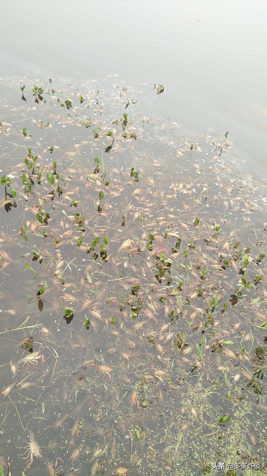 小龙虾五月瘟什么时间结束,小龙虾五月瘟的解决办法