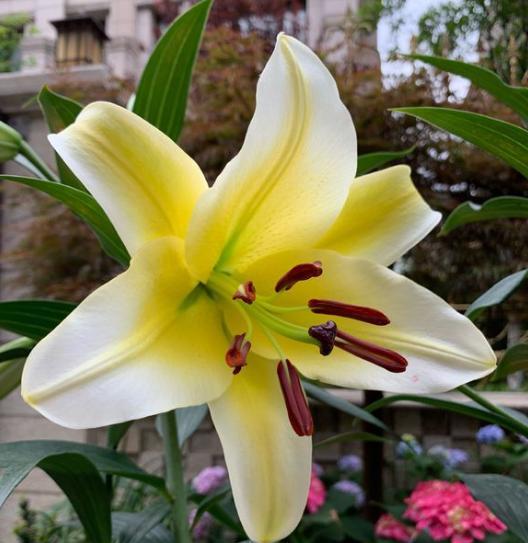 想要百合花花期长一点怎么做,想要养好花卉