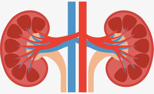 老年人支气管炎可以吃蛋白粉吗,83岁老人有基础病吃孢子粉有效吗