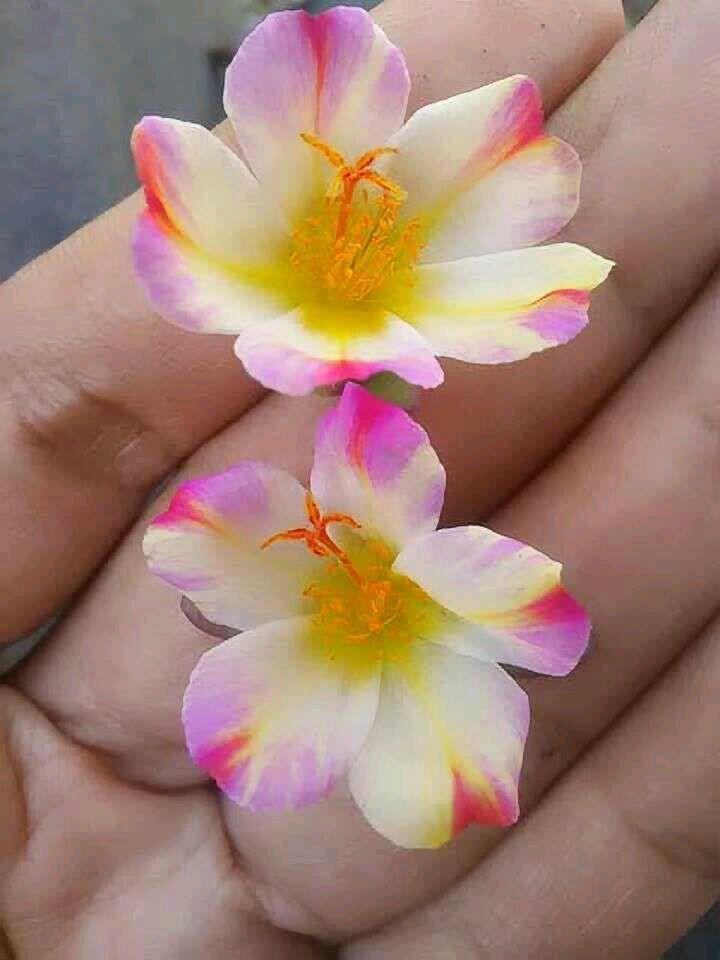 冷知识精选1,苦瓜的冷知识大全