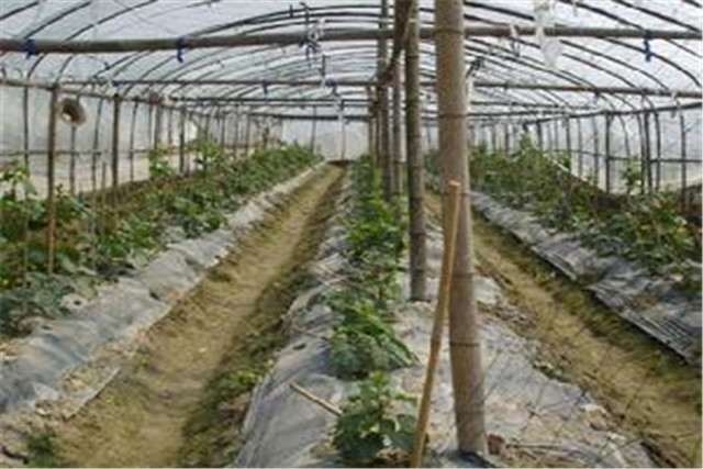 广东节瓜种植搭架技术,广东节瓜什么时候种植最好