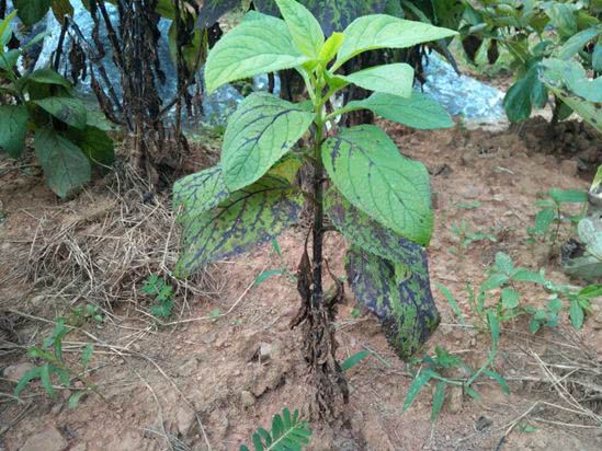 玄参，见过吗？能强阴益精，令人目明