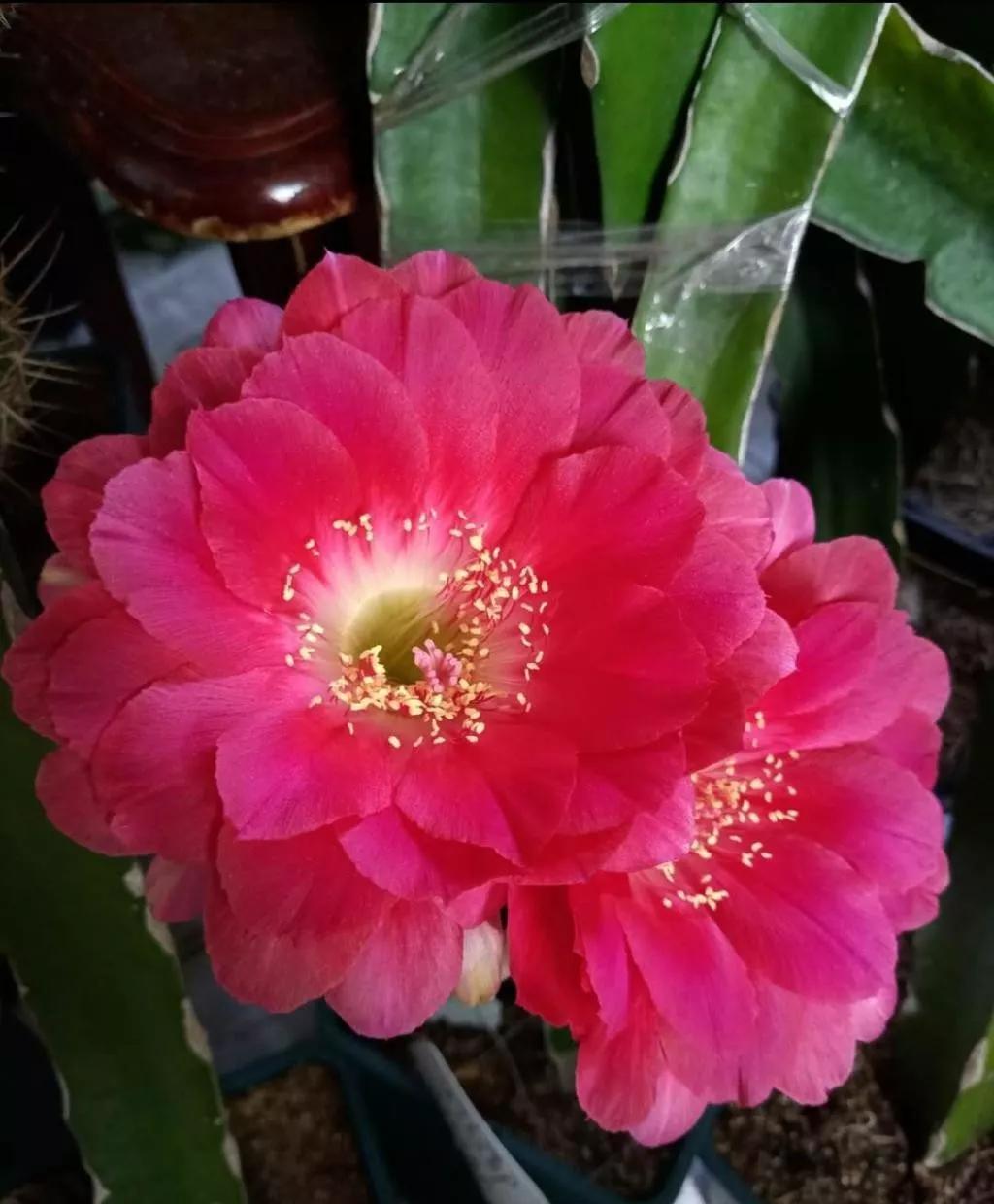 100种仙人球花图片,100种仙人球的品种视频