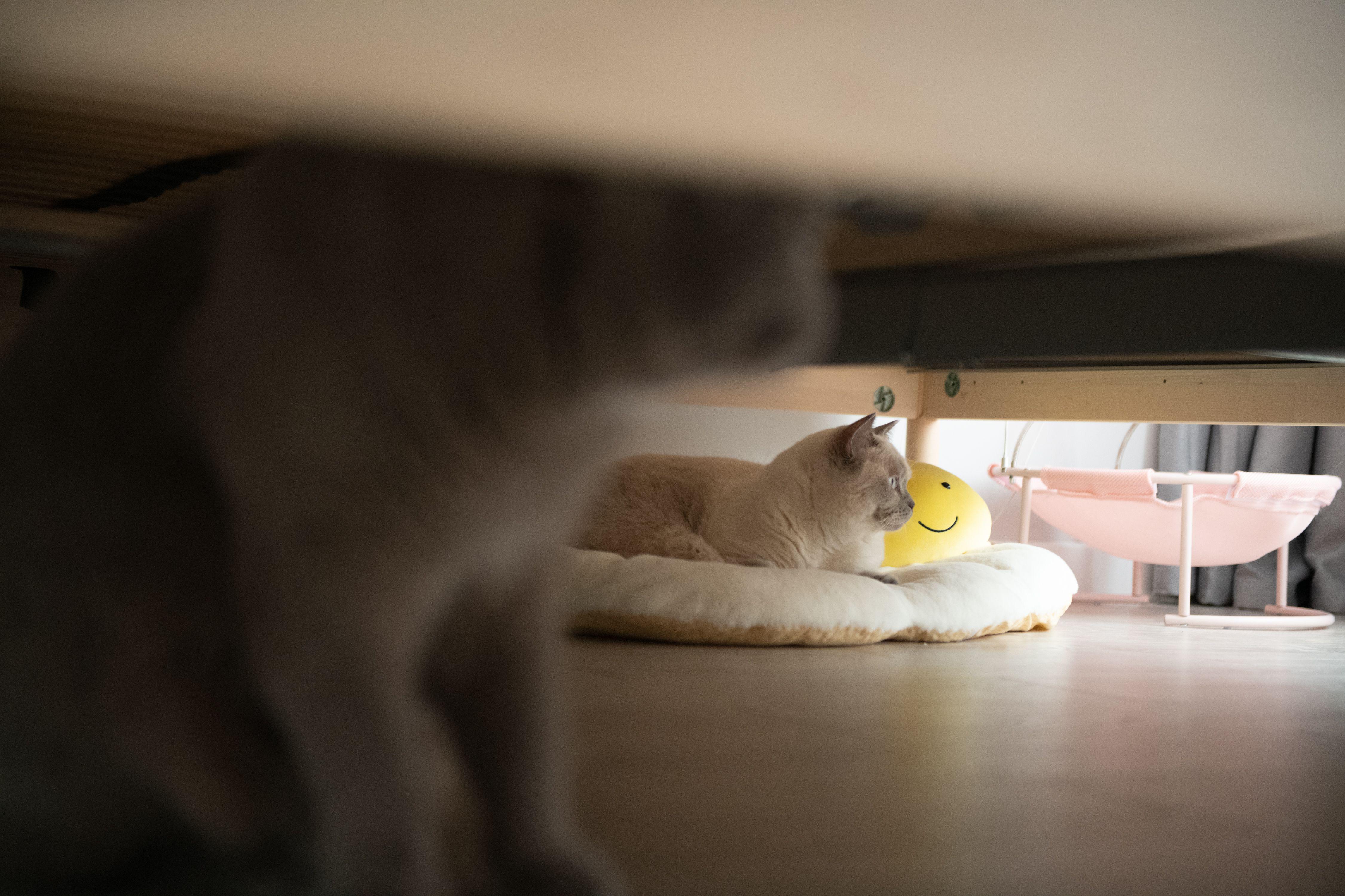 打造人宠共乐的家—“铲S官”的装修笔记