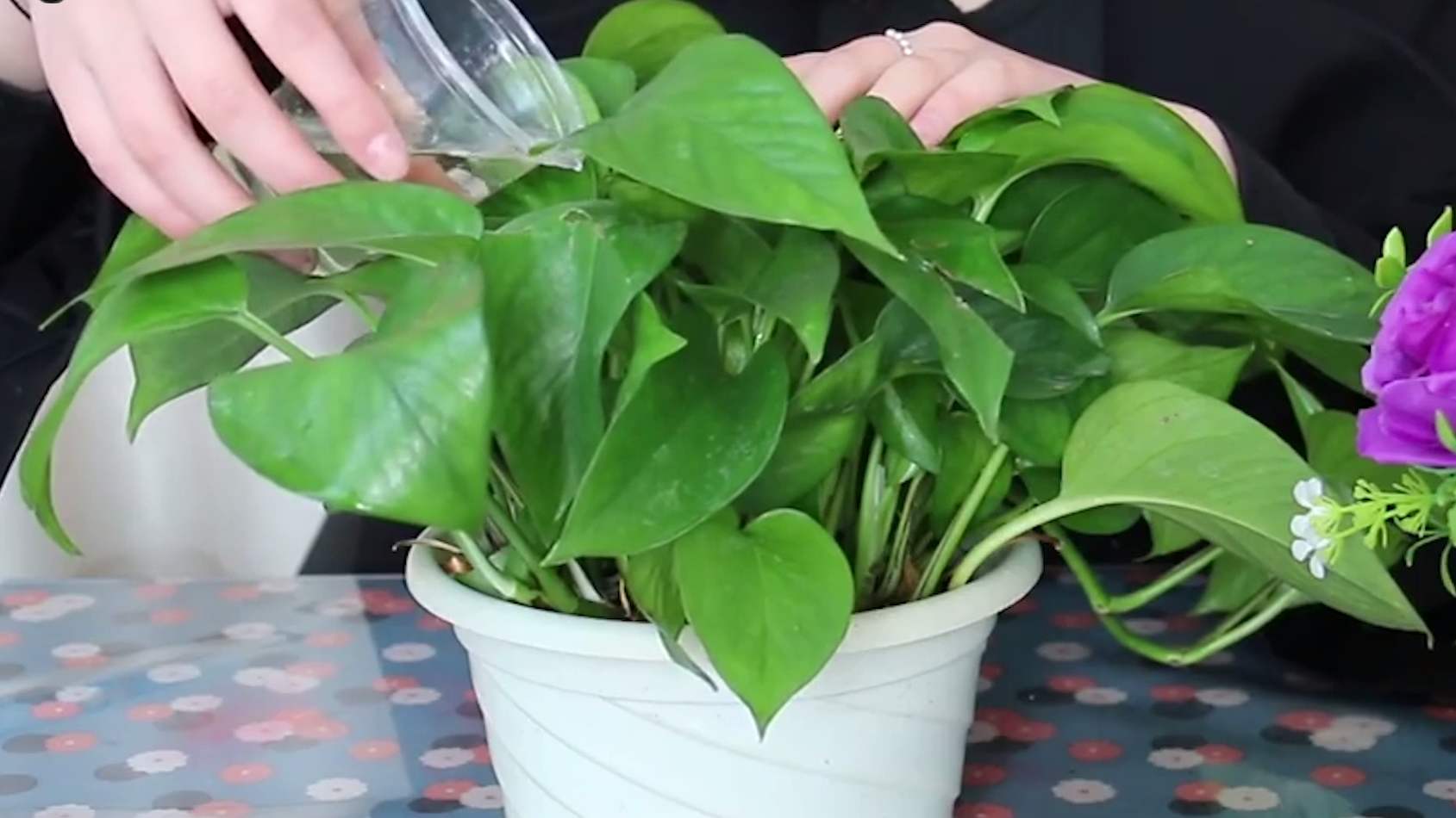 文竹绿萝怎么养才能爆盆和爬满墙,发财树绿萝文竹哪种适合放卧室里