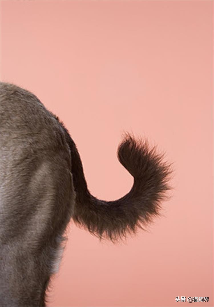 狗狗为什么会弓背夹尾巴,狗狗老是夹尾巴什么原因