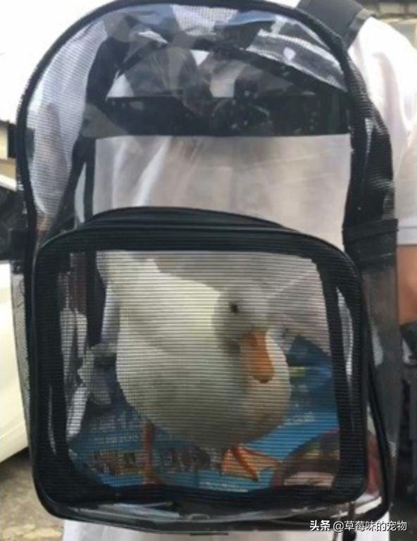 坐地铁耳边传来“呱呱”声，他低头一看被萌翻，实在是太可爱了