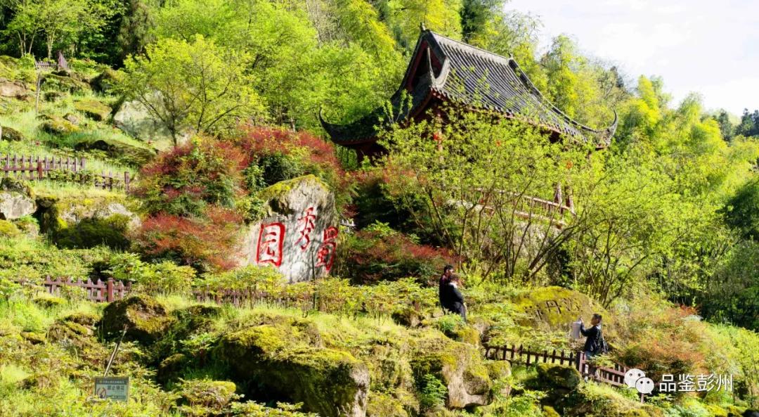 牡丹花开惹人醉鸟语花香,牡丹花开国色天香惹人醉