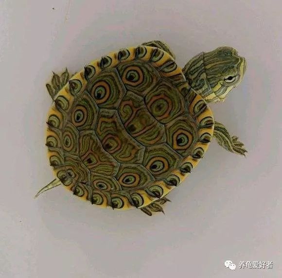 冷水龟皮实好养的推荐,便宜皮实好看的国龟