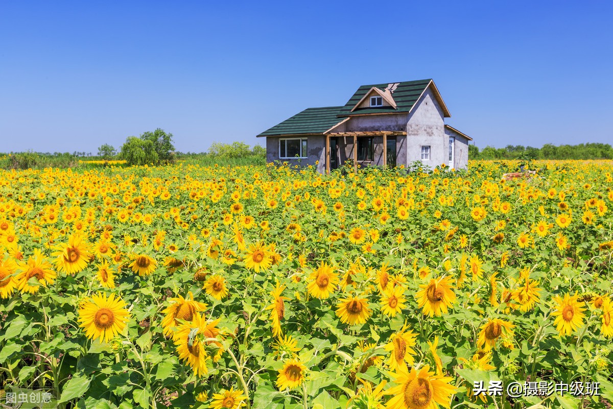拍向日葵的教程,向日葵拍花技巧
