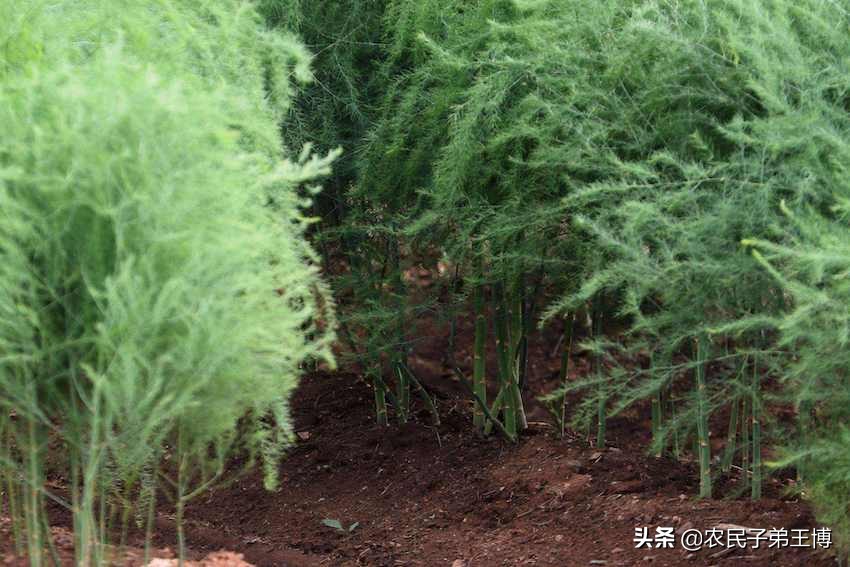 芦笋根枯病防治,芦笋根茎腐烂是什么病