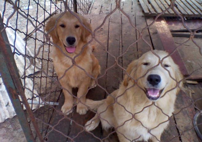 两只狗狗在一起总爱打架,两只狗狗刚相处怎么才不会打架