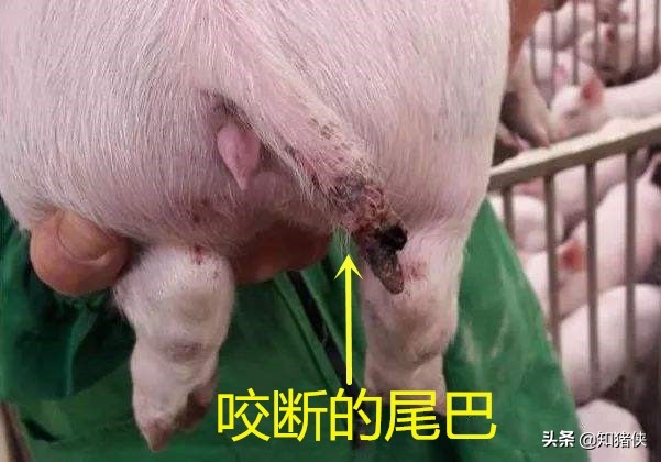 猪咬尾巴或咬耳朵是什么原因？6个原因和9种应对措施供您参考