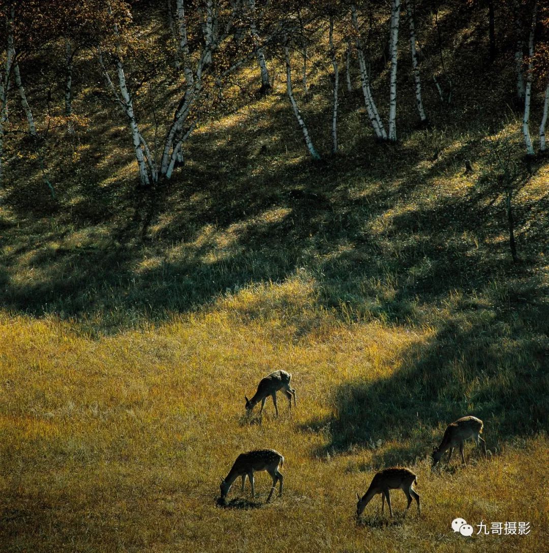 大美坝上草原全景,大美坝上风光系列之一