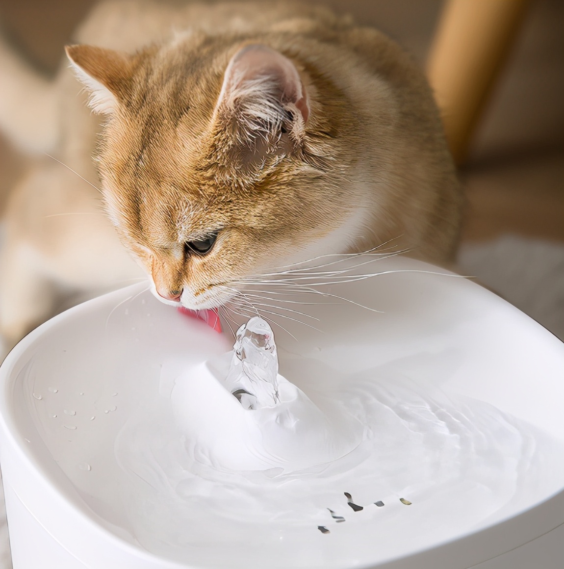 养小猫攻略,养2个月小猫攻略